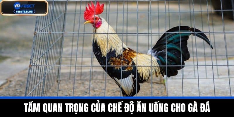 Chế độ ăn uống cho gà đá trước khi thi đấu - Chi tiết tại F8BET 2 Tầm quan trọng của chế độ ăn uống cho gà đá