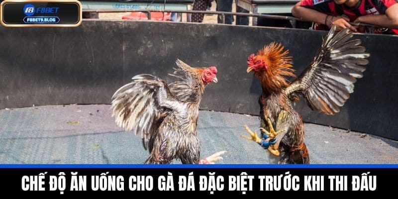 Chế độ ăn uống cho gà đá trước khi thi đấu - Chi tiết tại F8BET 3 Chế độ ăn uống cho gà đá đặc biệt trước khi thi đấu