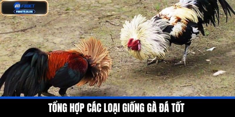 Chế độ ăn uống cho gà đá trước khi thi đấu - Chi tiết tại F8BET 4 Tổng hợp các loại giống gà đá tốt