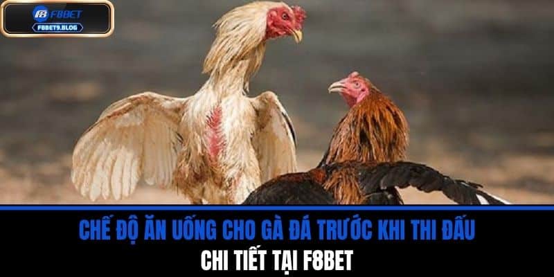 chế độ ăn uống cho gà đá
