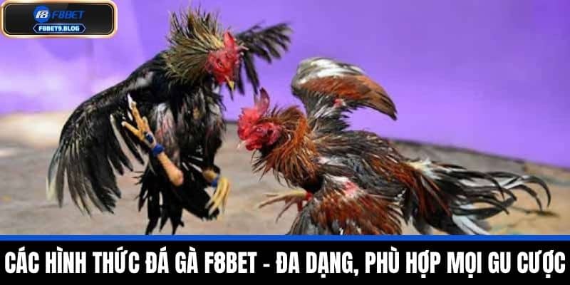 đá gà f8bet 2 Các Hình Thức Đá Gà F8BET – Đa Dạng, Phù Hợp Mọi Gu Cược